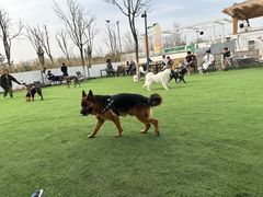 -爪吧宠物乐园·宠物泳池(温榆河示范区店)