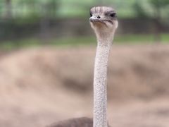 -青藏高原野生动物园