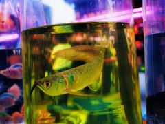 -华声天桥民俗文化园