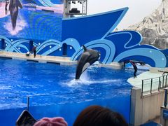 -上海海昌海洋公园