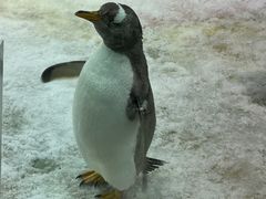 -大连圣亚海洋世界