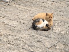 -井塘古村