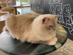 -瞄一喵猫咖(格力海岸店)