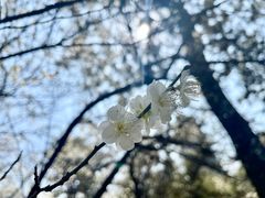 -北寺塔