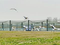 -盐城丹顶鹤湿地生态旅游区
