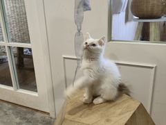-楼上猫咖(罗湖店)