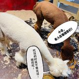 小草探店の沉浸式撸宠体验