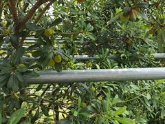 -树山生态村