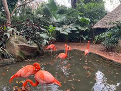 -海南热带野生动植物园