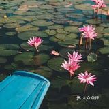 绝美秘境 万亩睡莲 绽放梦幻地平线