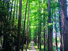 -上海长兴岛郊野公园