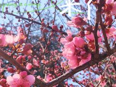 -西北湖绿化广场