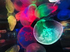 -悉尼海洋生物水族馆