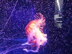 -海合安成都极地海洋公园