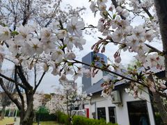 -新虹桥中心花园
