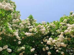 -上海滨江森林公园