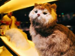 景观位-黄晓猫剁椒大鱼头(海岸城店)