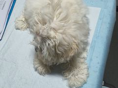 -半岛宠物医院24小时(科华中路店)