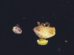 -台州海洋世界