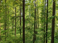 -黄海国家森林公园