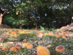 -东方绿舟景区