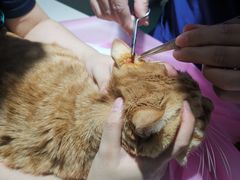 -北京观赏动物医院·24小时大型综合·猫专科·异宠专科