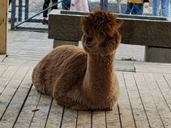 -长白岛森林公园