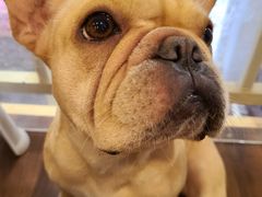 牛奶妹-柯斗斗主题餐厅·狗咖·围炉煮茶·茶饮(国瑞升平里店)