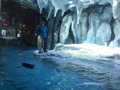 -帝企鹅自助餐厅•儿童岛•真企鹅(长隆企鹅酒店)