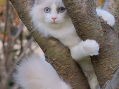 -Bastet sally猫舍购宠(静安店)