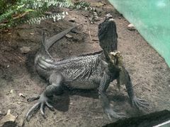 -上海大自然野生昆虫馆(东方明珠·爬宠昆虫探索中心)