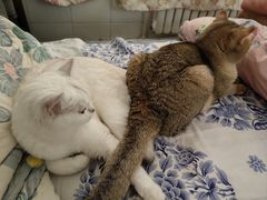 -瑞派·关忠动物医院·猫专科·犬专科(三环新城店)