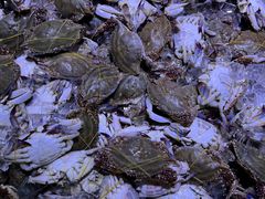 -聚盛源蒸汽海鲜火锅烤肉自助(巨川金海岸购物广场店)