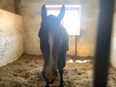 -北京群众马术培训基地