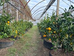 -前小桔亲子创意农场·草莓采摘·露营烧烤