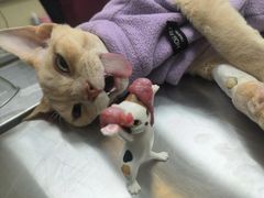 -瑞鹏宠物医院犬猫全科(真大分院)