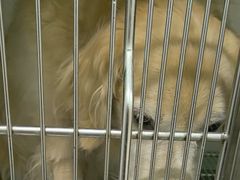 -佳雯宠物医院·皮肤科·内外科(春晓路分院)