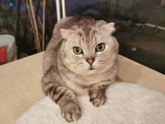 -猫咪派对(江南西店)