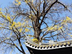 -惠山古镇·寄畅园