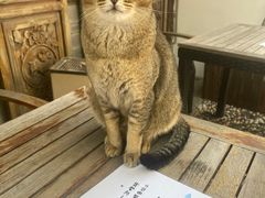 -喵屿·大理花园猫咖