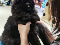 -藏猫猫咖啡主题馆(中央大道店)