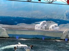 -秦皇岛乐岛海洋王国