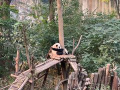 -成都大熊猫繁育研究基地