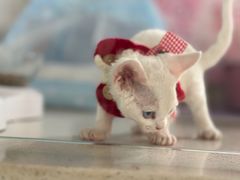 -糯米喵星人总部直营旗舰店·猫舍·幼猫出售