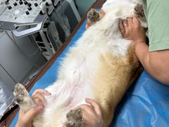 -达爱动物医院·犬猫分区·CT·复杂眼科(远洋山水分院)