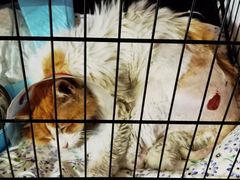 -北京恒爱动物医院(清景园分院)