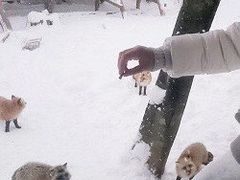 -宫城藏王狐狸村