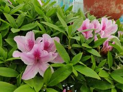 -上海鲜花港