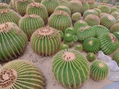 -深圳仙湖植物园