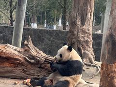 -都江堰中华大熊猫苑